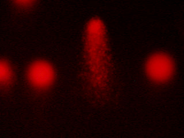 19.04 Кометы из ДНК помогают ученым из ИТЭБ РАН изучать воздействие ионизирующего излучения на кровь человека и животных