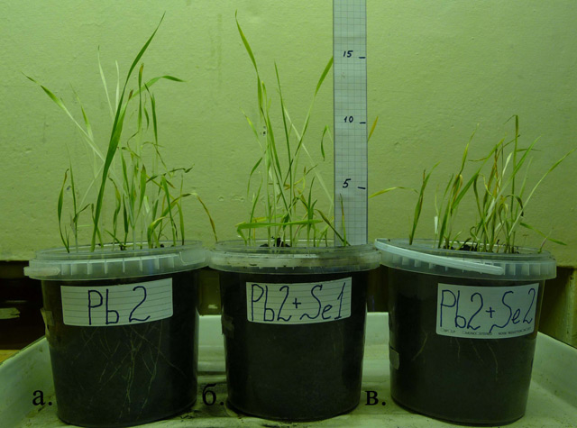 Пущинские ученые выяснили, как содержание свинца и селена в почве влияет на рост пшеницы