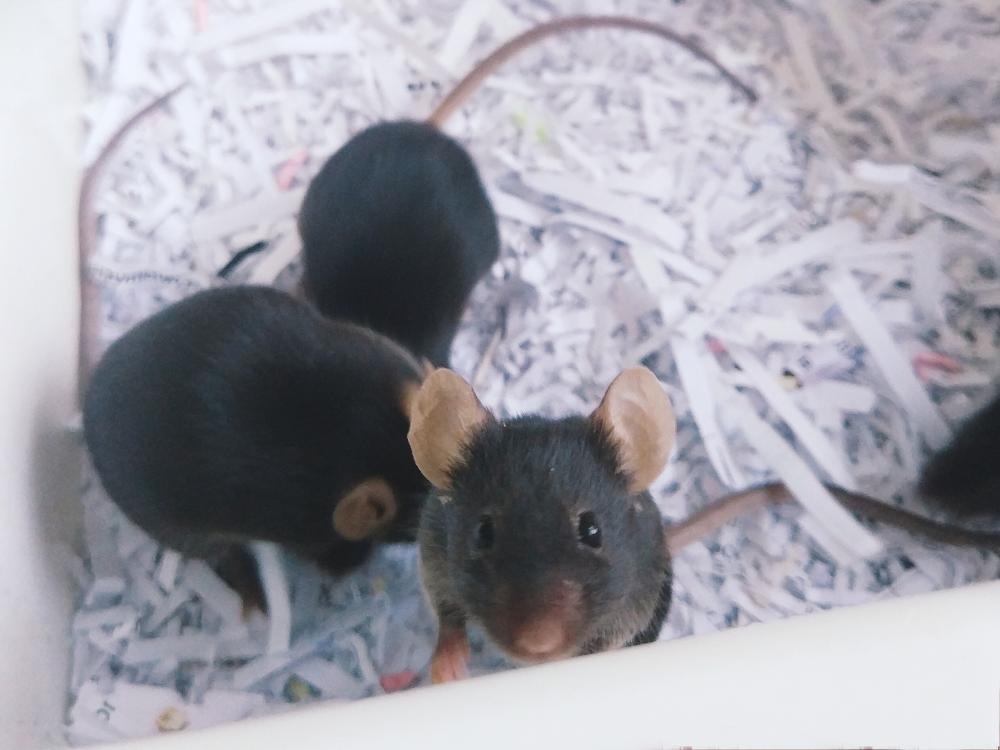«Крысы-алкоголики» помогли учёным найти мишень для терапии печени 