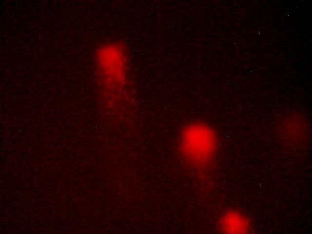 Ученые из ИТЭБ РАН исследовали динамику уровня повреждений ДНК в лейкоцитах мышей, облученных ионами углерода