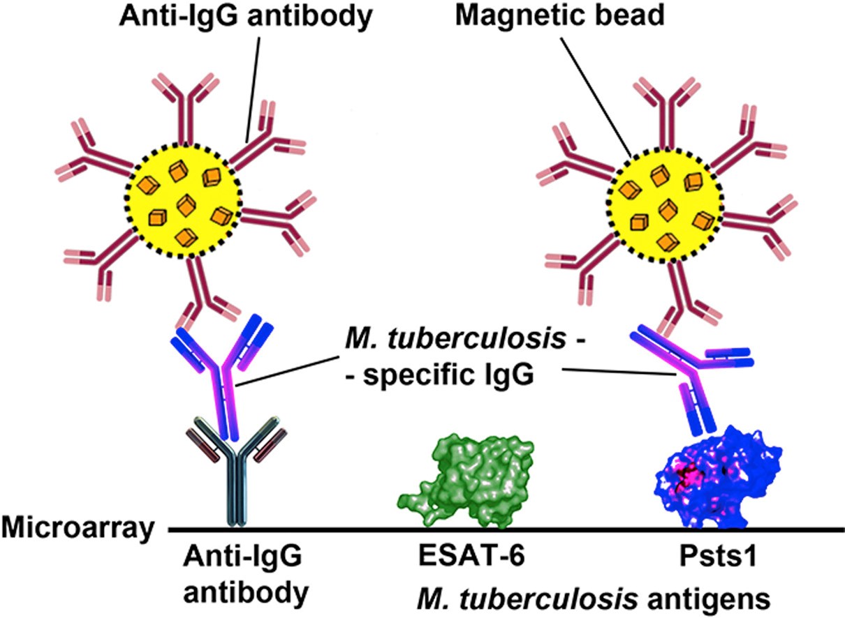 Схема количественного ультрачувствительного иммуноанализа иммуноглобулинов, специфичных к антигенам M. tuberculosis