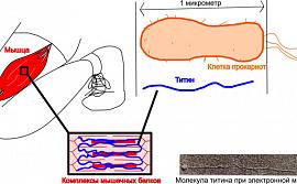 2. Схема расположения титина в мышце и его размеры (из статьи в Journal of Biomolecular Structure and Dynamics)