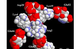 Пущинские ученые выявили закономерности в термодинамике глобулярных белков