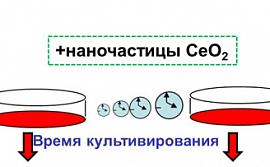 2)	Рисунок, иллюстрирующий сокращение времени культивирования клеток при использовании наночастиц диоксида церия.