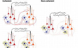 Схематическое представление формирования когерентной активности в двух нейронных сетях на гамма-частоте