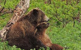 В сотрудничестве с Пущинским ученым снят фильм о медведях Камчатки 