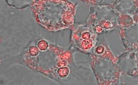 Конфокальная микроскопия промоноцитарных клеток человека THP-1 с фагоцитированными микрокапсулами. В капсулы встроен БТШ70, меченый флуоресцентным зондом Alexa 555 (красное окрашивание). С течением времени из поглощенных биодеградабельных микрокапсул БТШ7