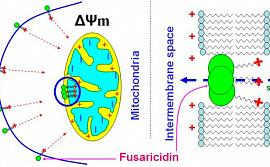 ΔΨm-зависимое встраивание молекул фузарицидина в митохондриальную и  плазматическую мембраны и образование неселективных пор.