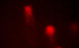 Фотография. Микрофотография нуклеоидов лейкоцитов крови мышей с высоким уровнем повреждений ДНК.  Хорошо видны голова и хвост «кометы».