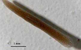 Ученые ускорили регенерацию плоского червя используя новый класс наноматериалов