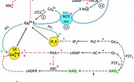 Кинетическая модель, описывающая вовлечение ионных каналов и вторичных мессенджеров, участвующие в контроле сокращения папиллярных мышц крыс при антагонизме НАД и иона аммония.