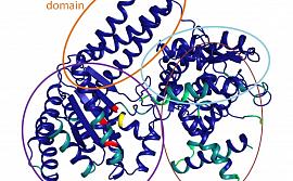 Пущинские ученые исследовали мутантную форму никующей эндонуклеазы BspD6I