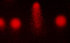 Микрофотография нуклеоидов клеток селезенки мышей. Фото предоставлено Н.П. Сиротой