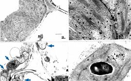 Ультраструктура мезофильных клеток листьев Triticum aestivum L. cv. Проростки пшеницы, выращенные на почве с селеном в низкой концентрации (Pb1 + Se1) а и в, и с селеном в высокой концентрации (Pb1 + Se2) с и d. а- фрагмент мезофильных клеток с хлоропласт