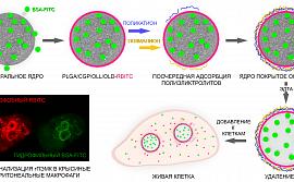 Схема получения универсальных полиэлектролитных микроконтейнеров для доставки гидрофильных и гидрофобных соединений в клетки.