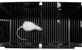 Лабораторная крыса в камере для обучения