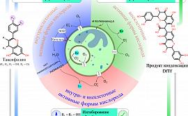 Влияние трансформированных полифенолов на внутри- и внеклеточную продукцию активных форм кислорода 
